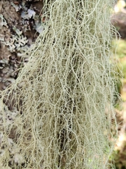 Usnea dasopoga