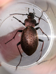 Carabus sylvestris