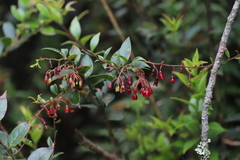 Vaccinium stanleyi