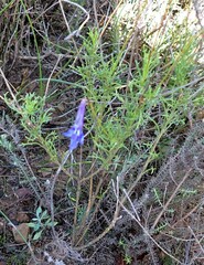 Lobelia chamaepitys