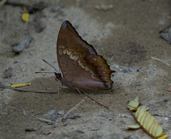 Charaxes bernardus