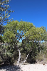 Capurodendron