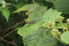 Limenitidinae