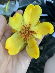Cochlospermum gillivraei