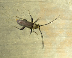 Stromatium longicorne