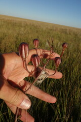 Lilium pumilum