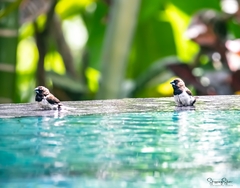 Lonchura leucogastroides