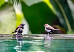 Lonchura leucogastroides