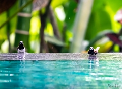 Lonchura leucogastroides