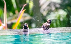 Lonchura leucogastroides