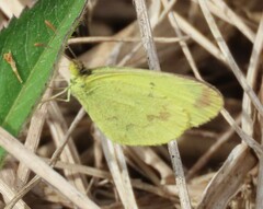 Eurema smilax