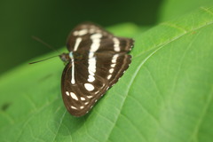 Athyma pravara