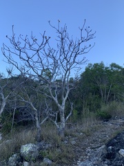Cochlospermum gillivraei