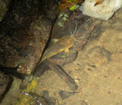 Clarias fuscus