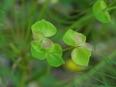 Euphorbia cyparissias