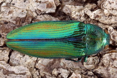 Eurythyrea aurata