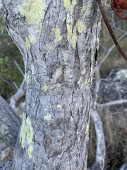 Cochlospermum gillivraei