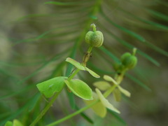 Euphorbia cyparissias