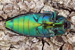 Eurythyrea aurata