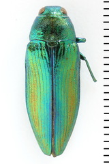 Eurythyrea aurata
