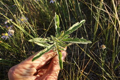 Thermopsis lanceolata