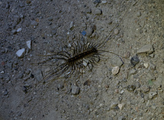 Thereuonema tuberculata