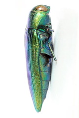 Eurythyrea aurata