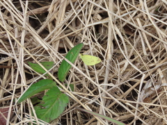 Eurema smilax