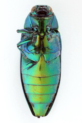 Eurythyrea aurata
