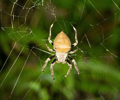 Parawixia