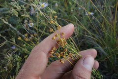Haplophyllum dauricum