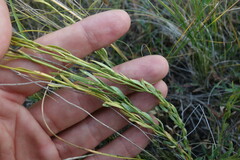 Haplophyllum dauricum