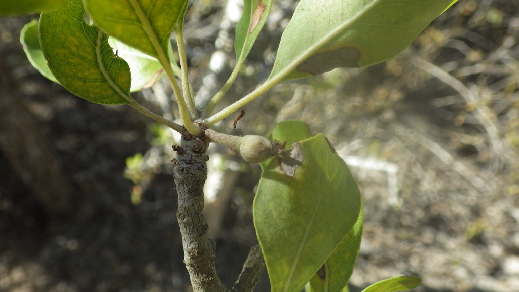 Capurodendron mikearum