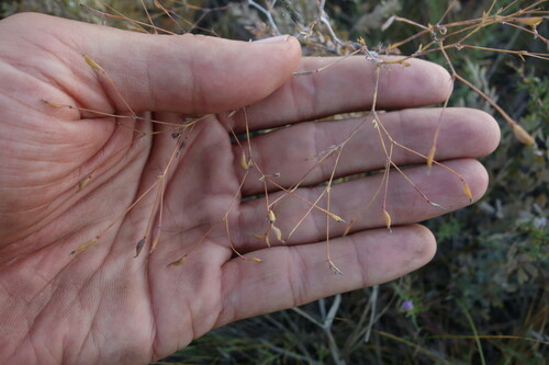 Thalictrum squarrosum, photograph 6