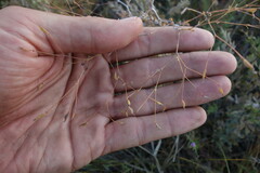 Thalictrum squarrosum