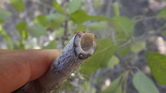 Capurodendron