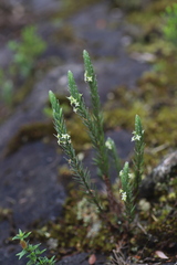 Struthiola thomsonii