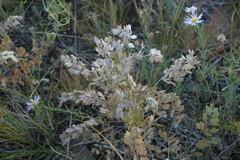 Thalictrum squarrosum