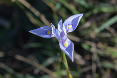 Moraea stricta