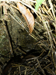 Hoplobatrachus chinensis