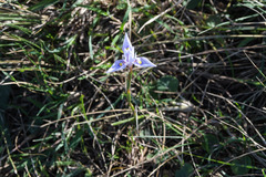 Moraea stricta
