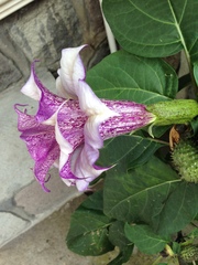 Datura metel