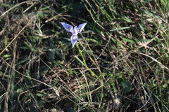 Moraea stricta