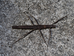 Neohirasea