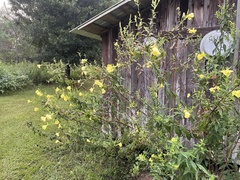 Oenothera grandiflora