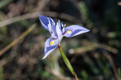 Moraea stricta