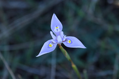 Moraea stricta