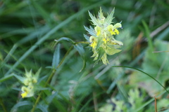 Rhinanthus glacialis