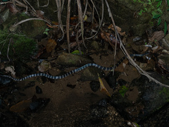 Bungarus multicinctus