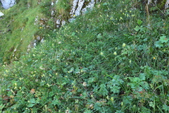 Rhinanthus glacialis